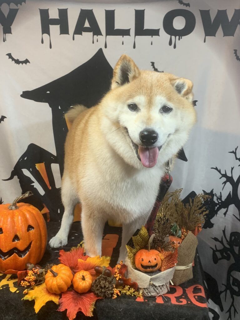 龍ヶ崎市でトリミングです。アイちゃん　(柴犬女の子　シャンプー(お手入れ)コースです。)