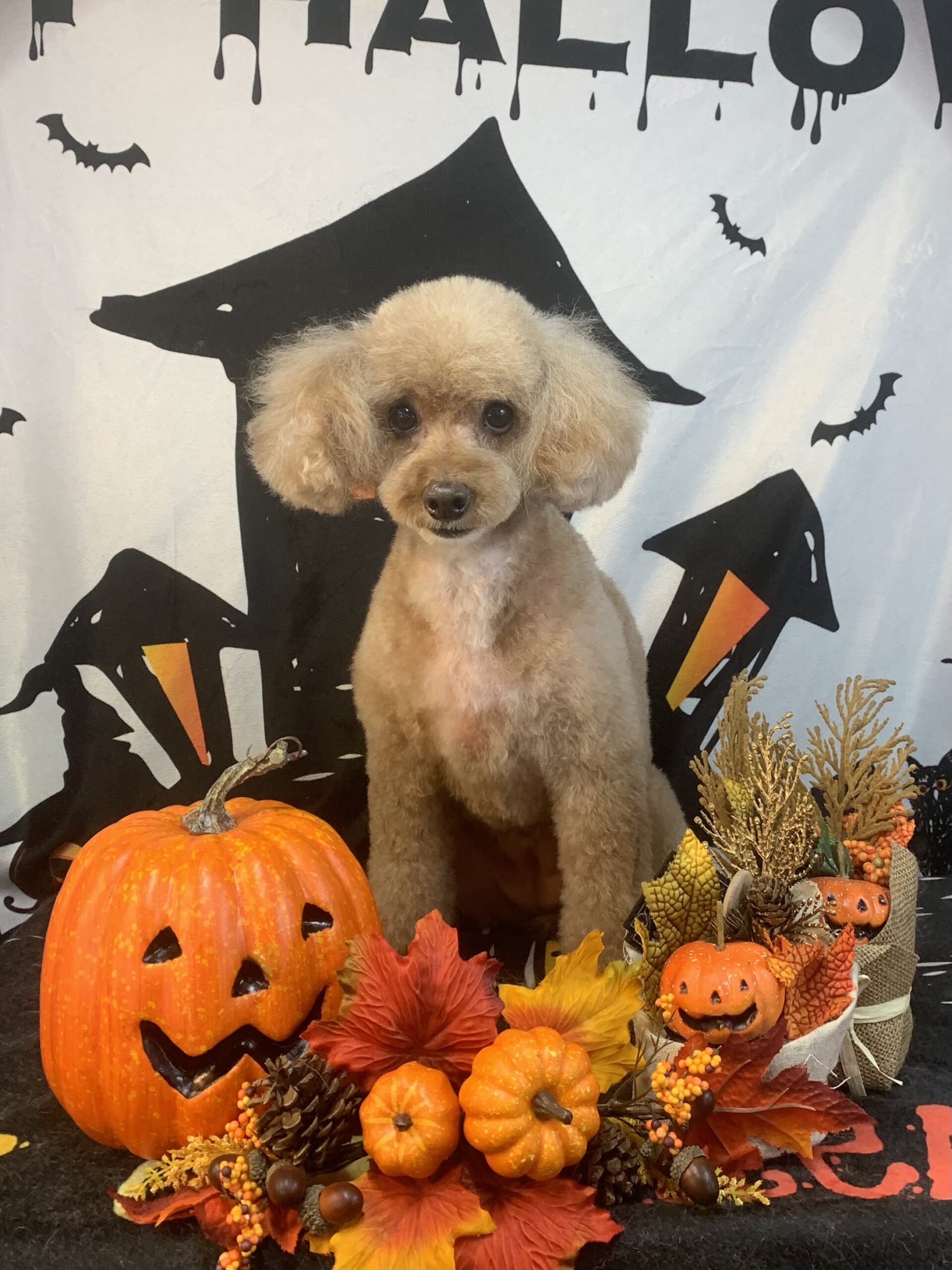 野田市でトリミングです。モカちゃん　(トイプードル女の子　シャンプー＆カットコースです。)