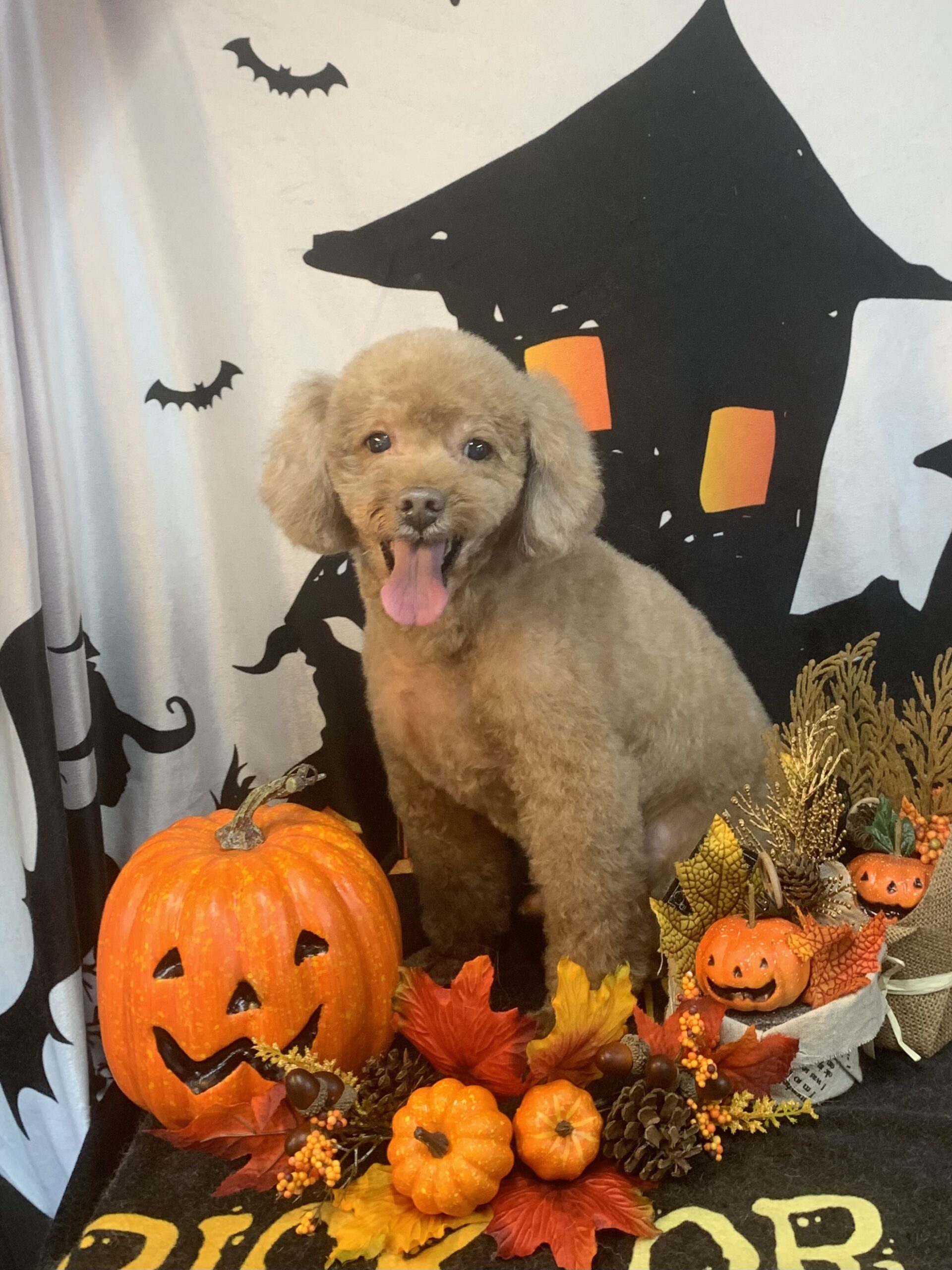 野田市でトリミングです。リオンくん　(トイプードル男の子　シャンプー＆カットコースです。)