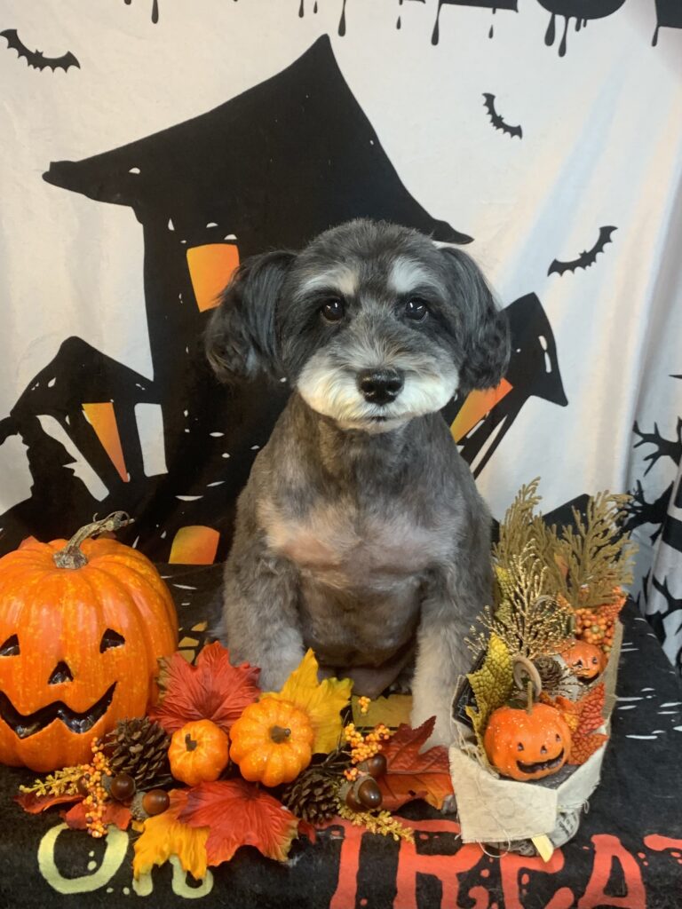 牛久市でトリミングです。ガブリンちゃん　(ミニチュアシュナウザー女の子　シャンプー＆カットコースです。)