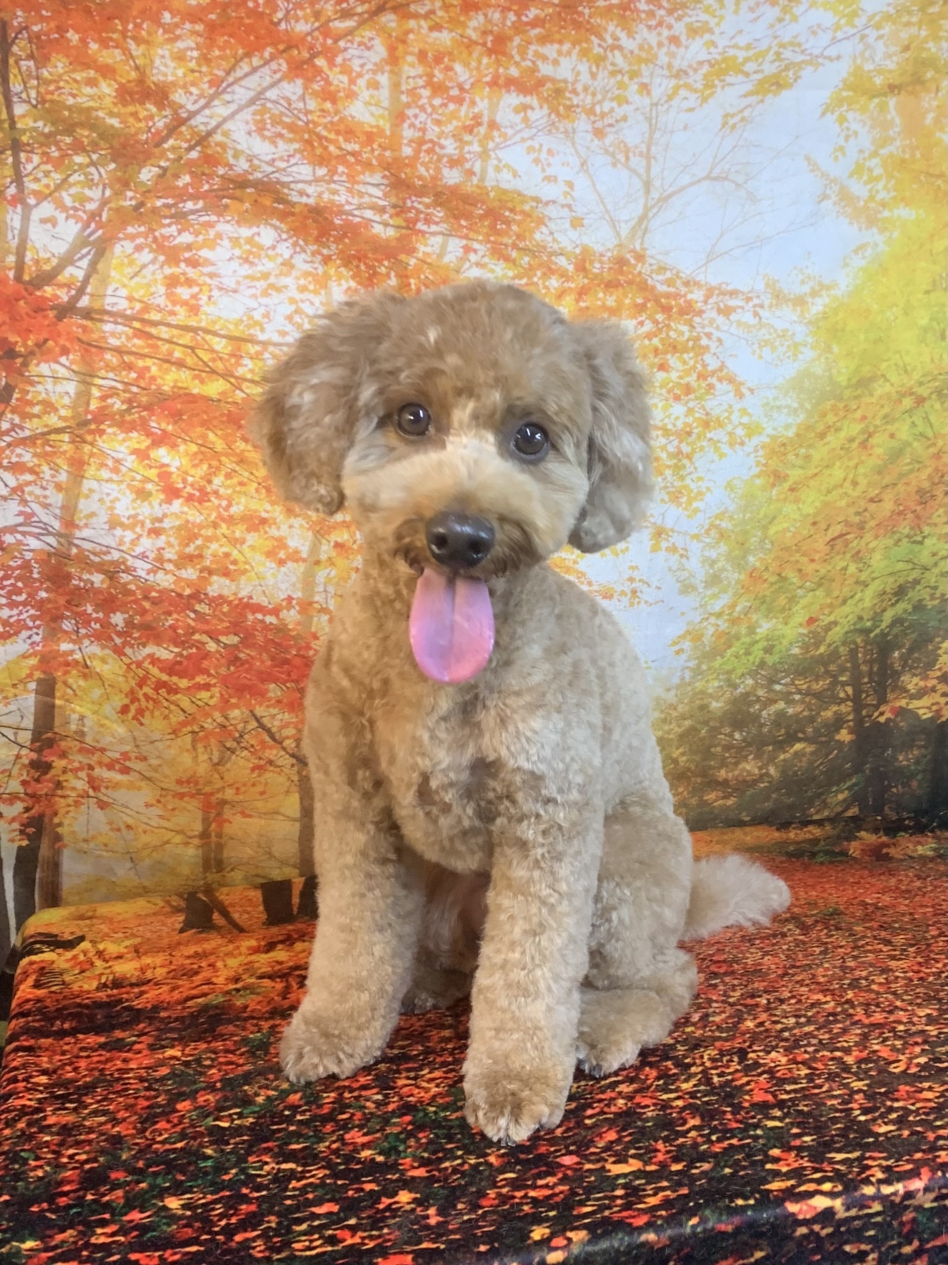 龍ヶ崎市でトリミングです。アルくん　(トイプードル男の子　シャンプー＆カットコースです。)