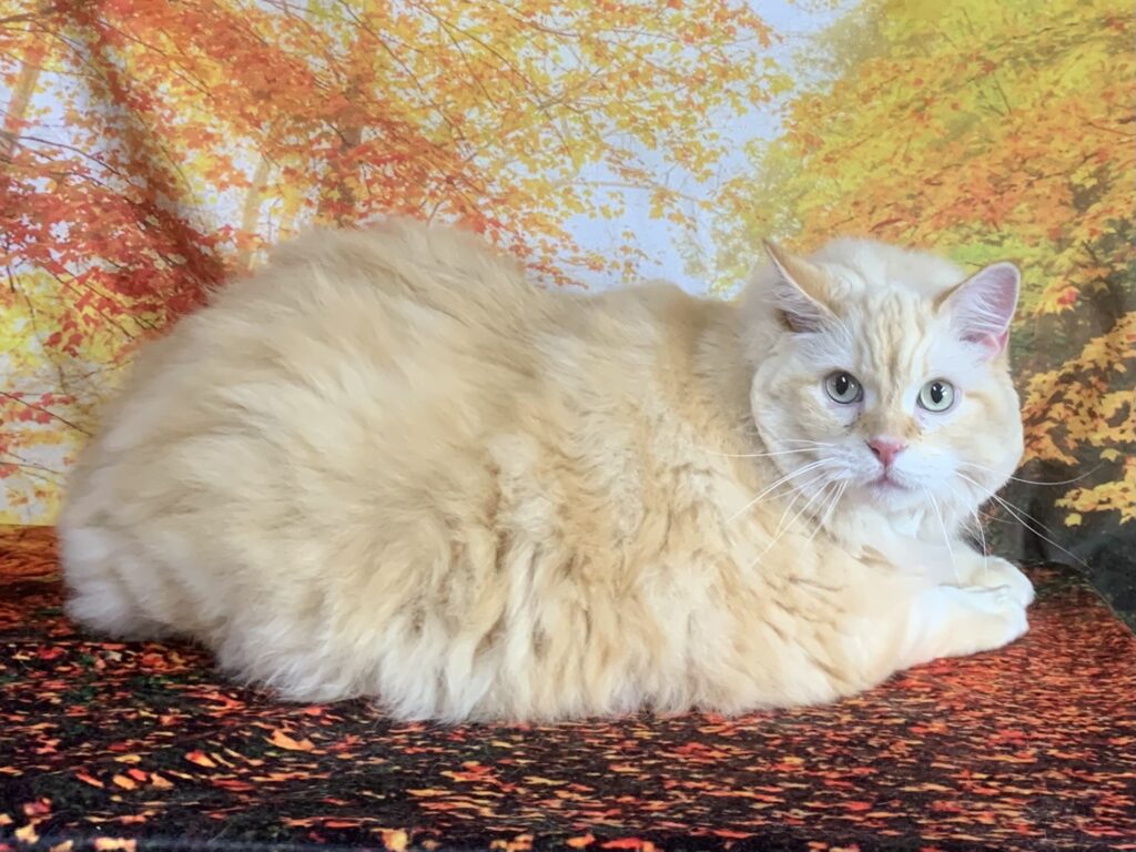 牛久市でトリミングです。ロートくん　(ラガマフィン男の子　グルーミング＆カットコースです。)