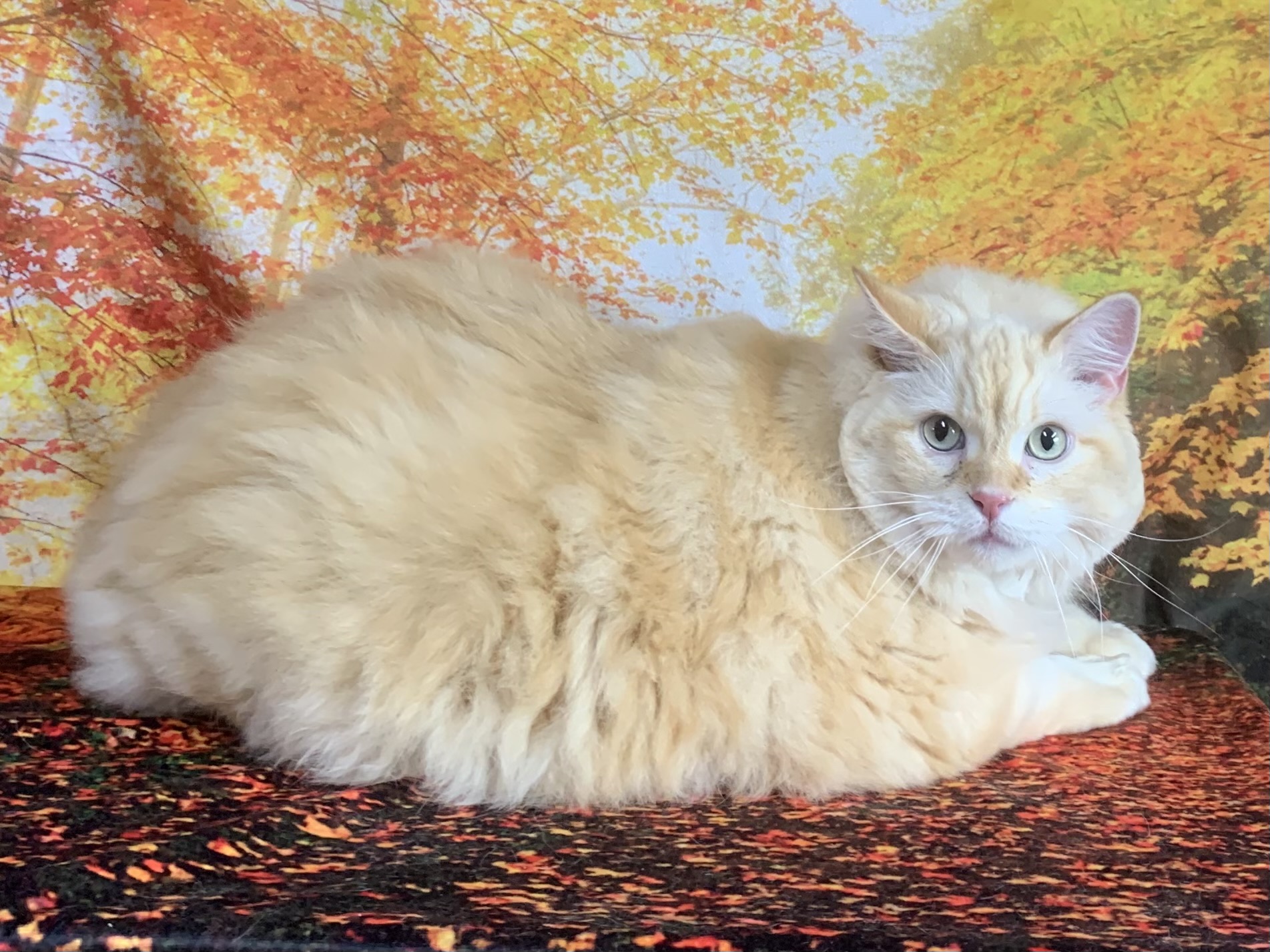 牛久市でトリミングです。ロートくん　(ラガマフィン男の子　グルーミング＆カットコースです。)