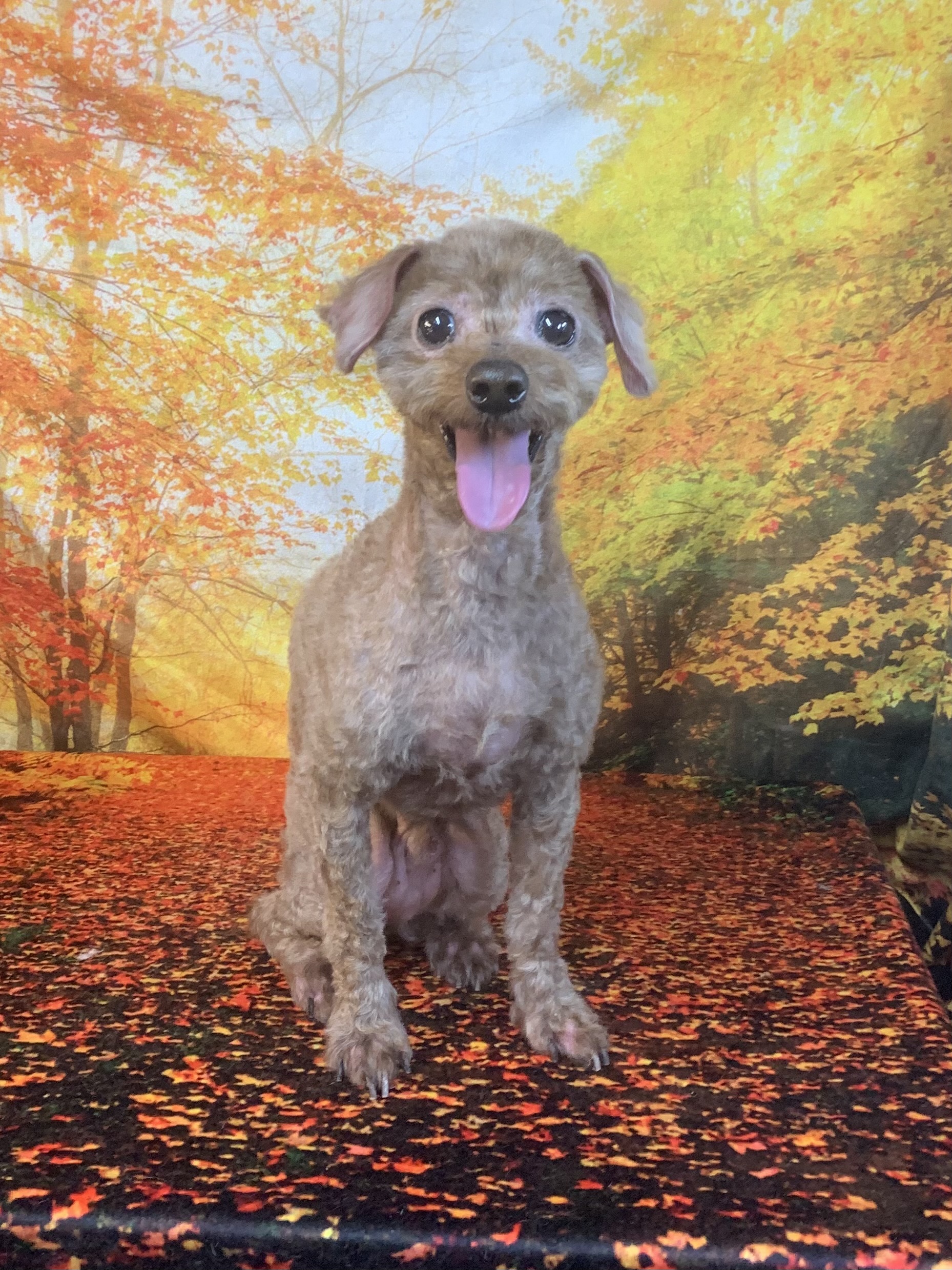 白井市でトリミングです。モコくん　(トイプードル男の子　シャンプー＆カットコースです。)