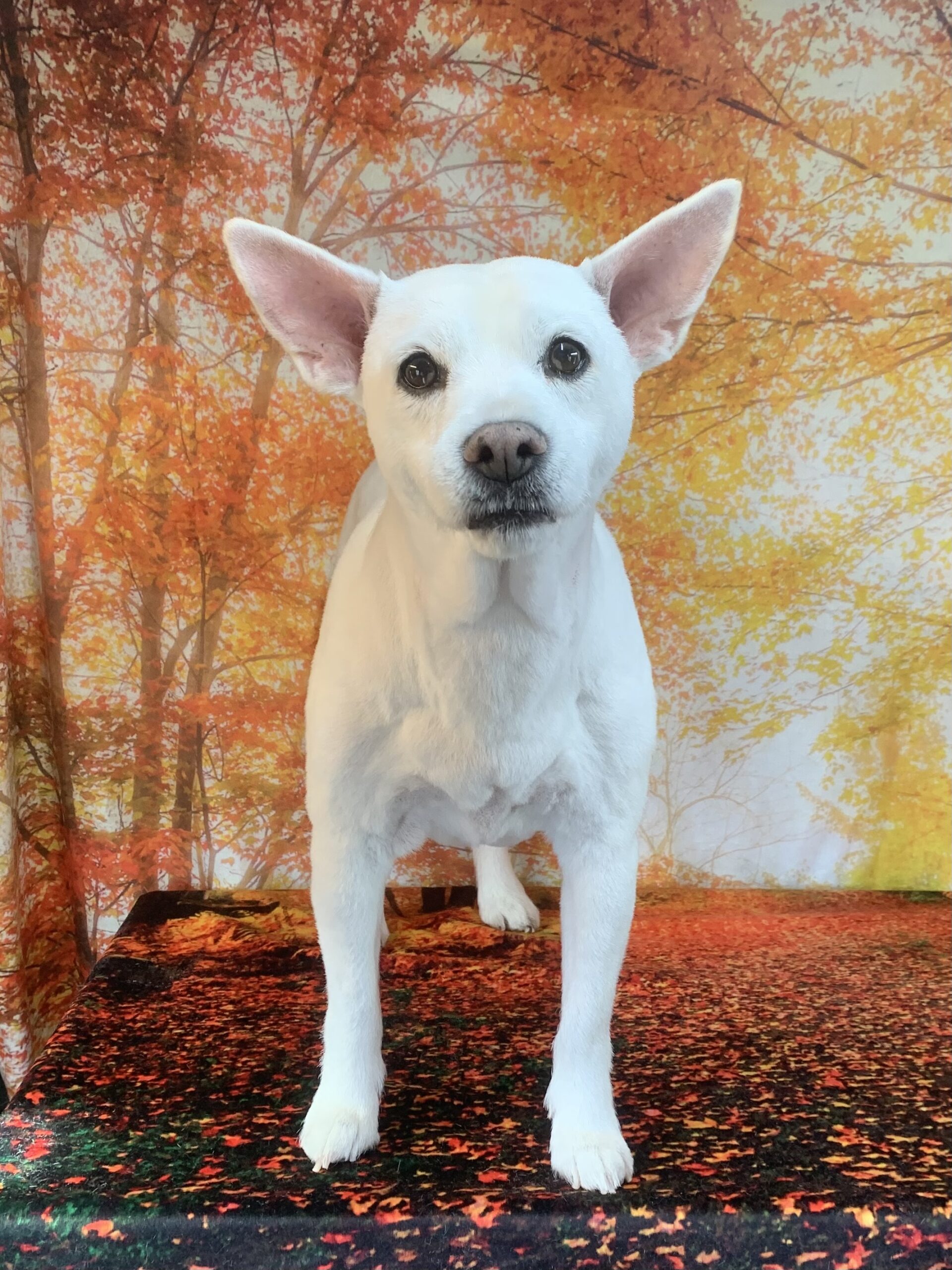 つくば市でトリミングです。サチちゃん　(中型中毛ＭＩＸ犬女の子　シャンプー＆カットコースです。)