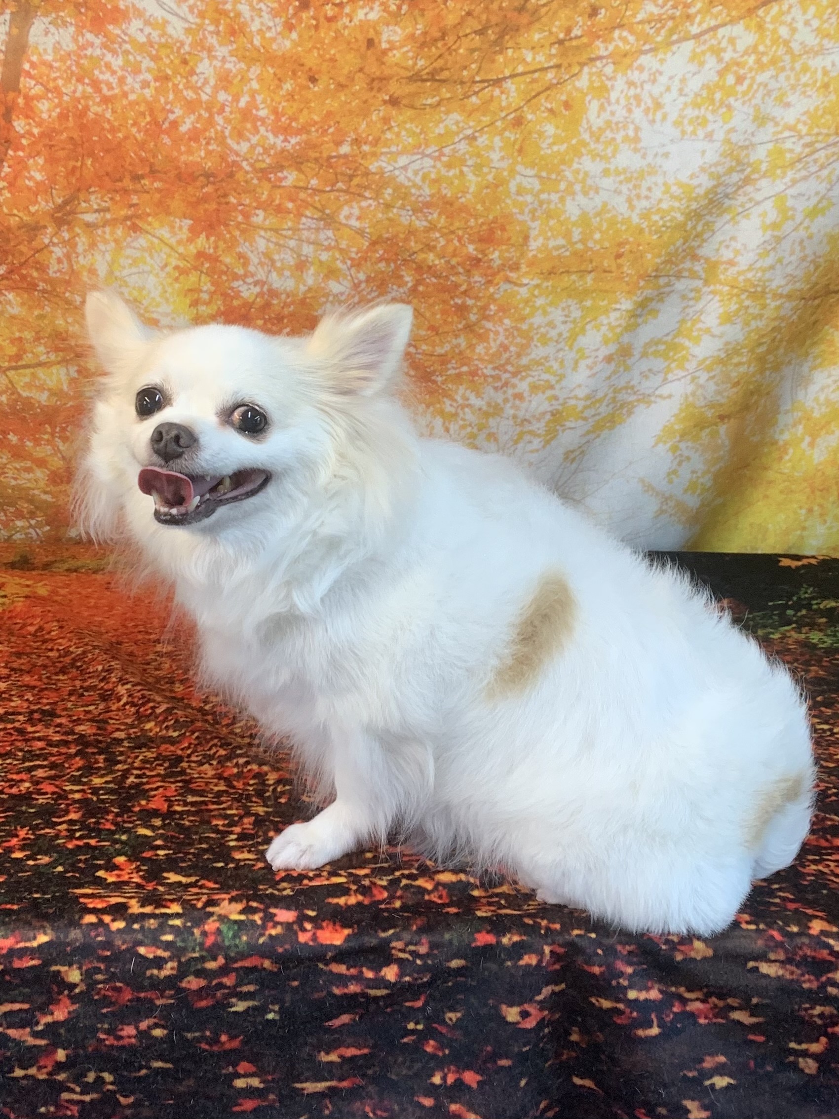 白井市でトリミングです。ミルキーちゃん　(チワワ女の子　シャンプー＆カットコースです。)　