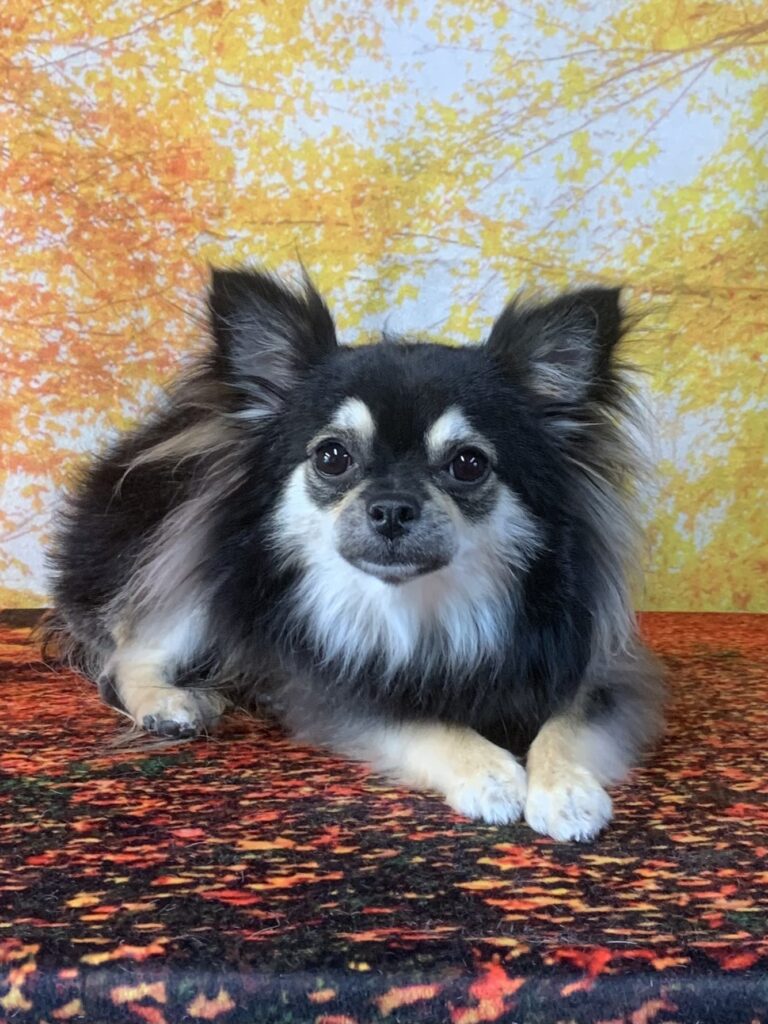 白井市でトリミングです。クレアちゃん　(チワワ女の子　シャンプー＆カットコースです。)　