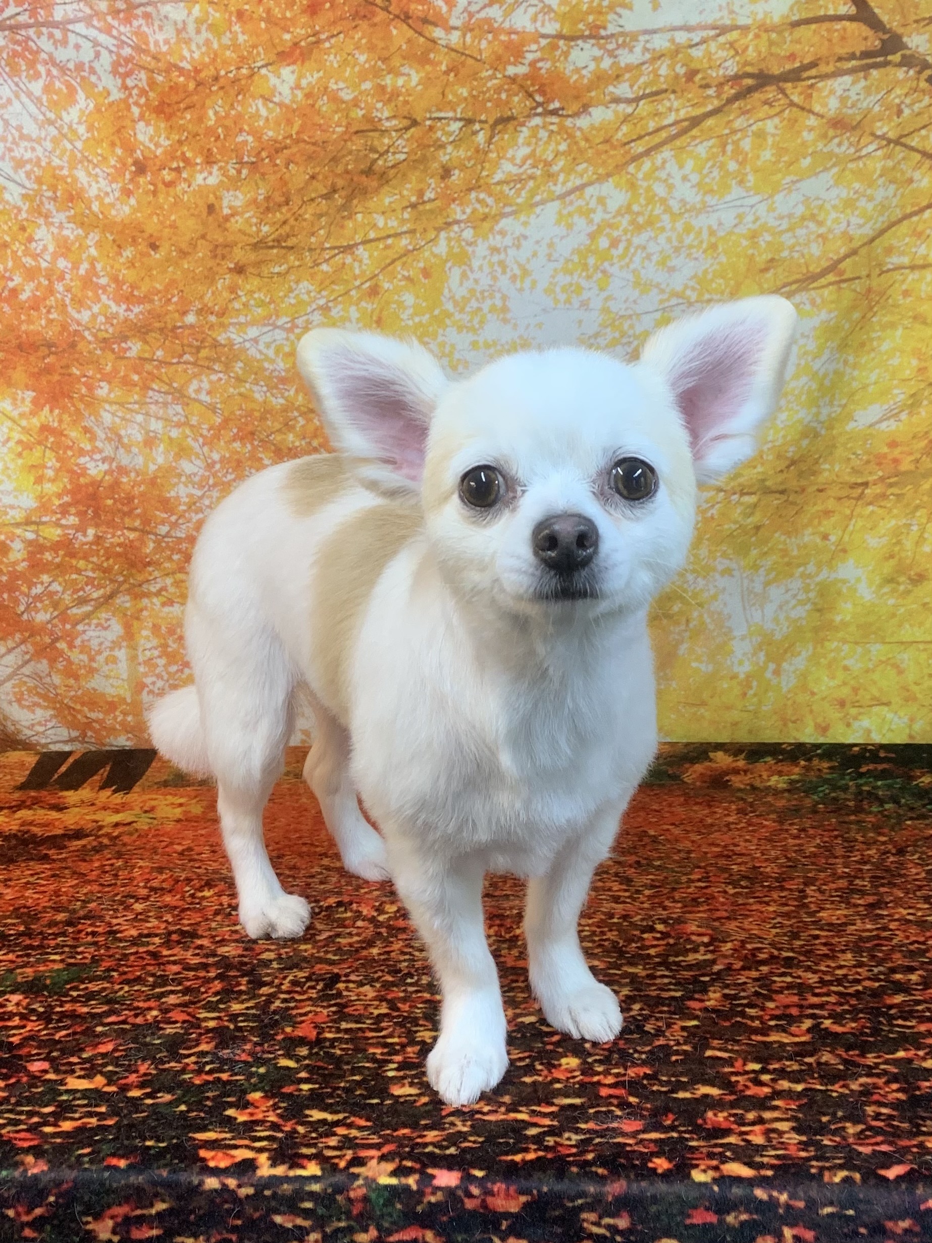 我孫子市でトリミングです。モモちゃん　(チワワ女の子　シャンプー＆カットコースです。)