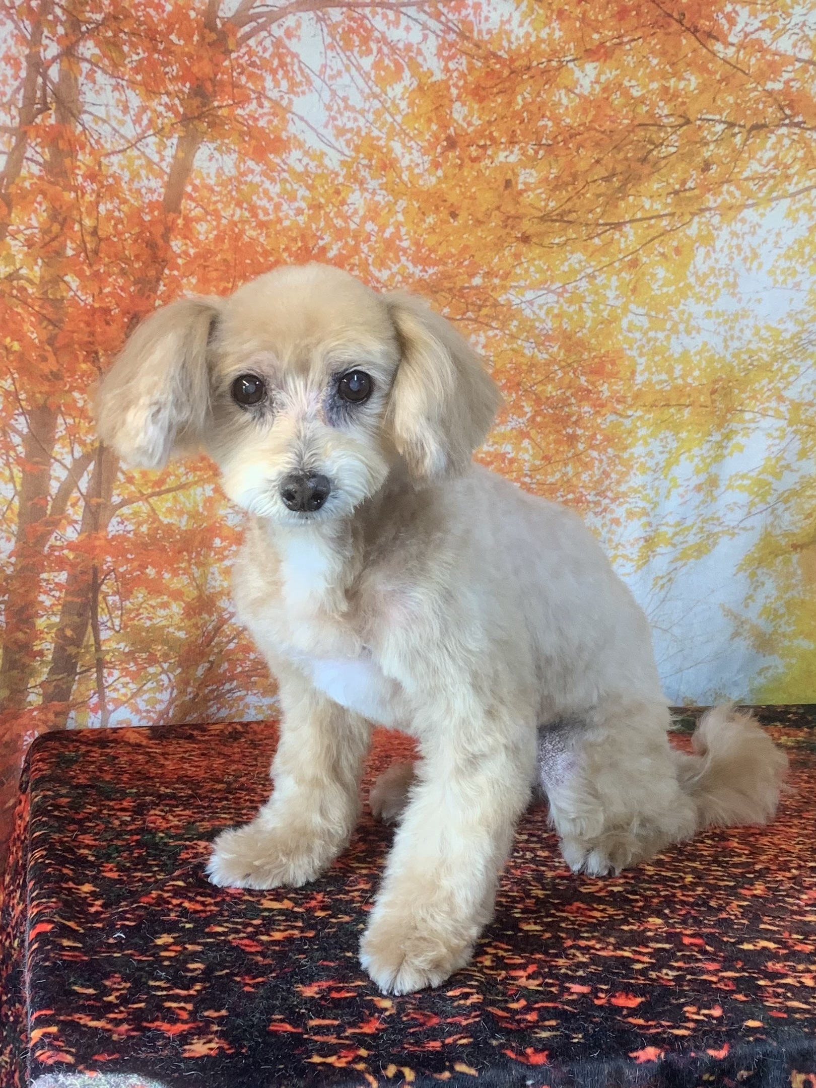 印西市でトリミングです。ぱるくん　(トイプードルＭＩＸ男の子　シャンプー＆カットコースです。)