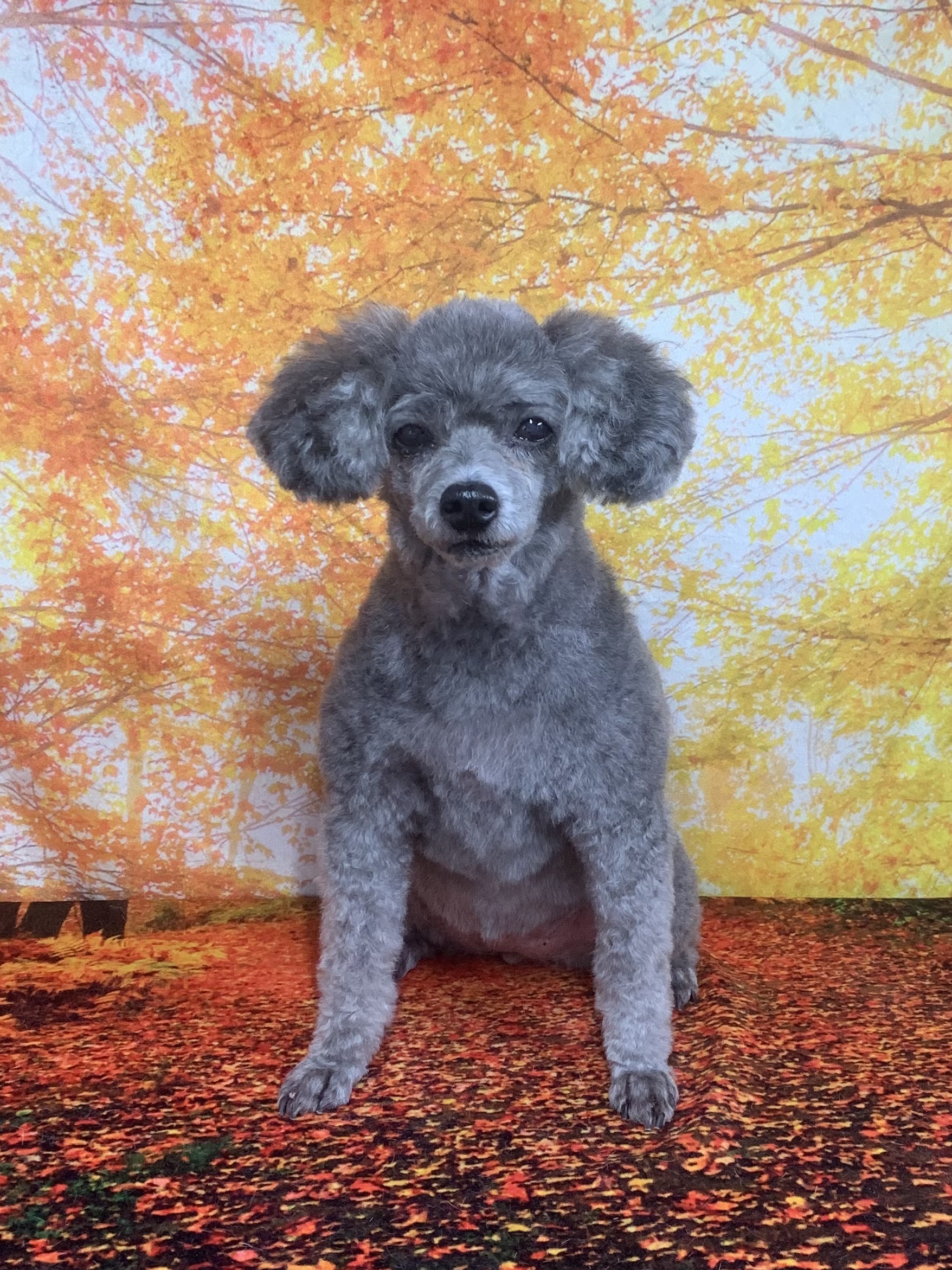 我孫子市でトリミングです。ミランちゃん　(トイプードル女の子　シャンプー＆カットコースです。)