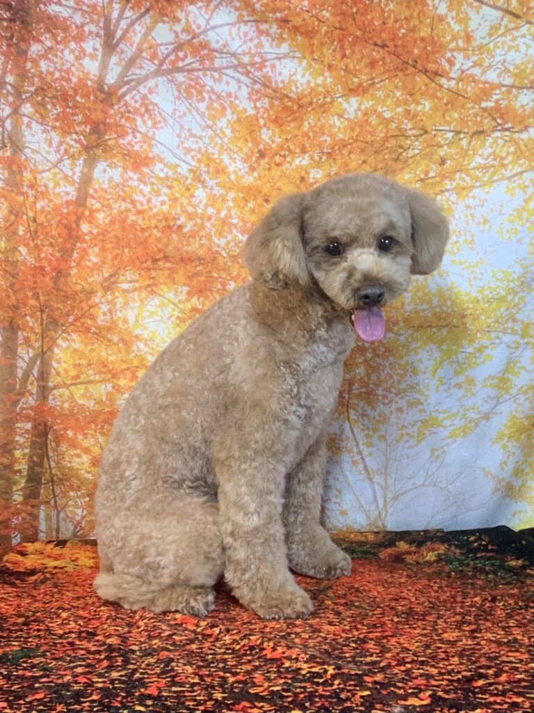 我孫子市でトリミングです。ロイくん　(トイプードル男の子　シャンプー＆カットコースです。)