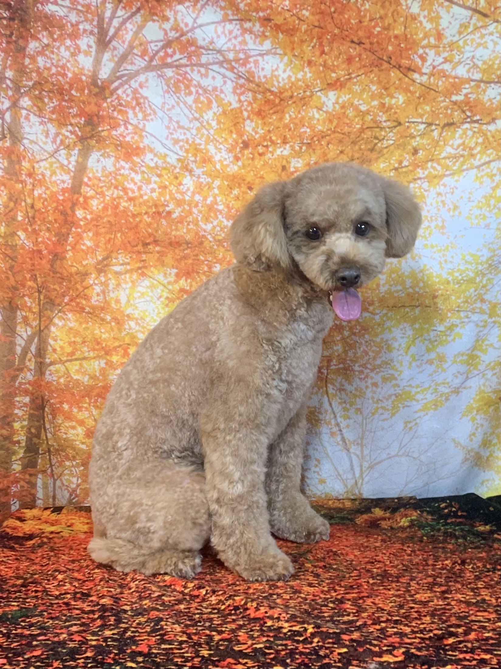 我孫子市でトリミングです。ロイくん　(トイプードル男の子　シャンプー＆カットコースです。)