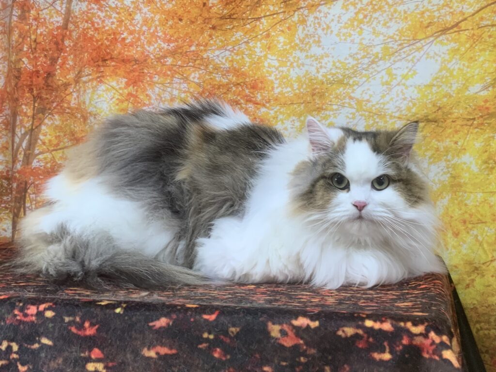 取手市でトリミングです。リィリィちゃん　(サイベリアン女の子　グルーミングコースです。)