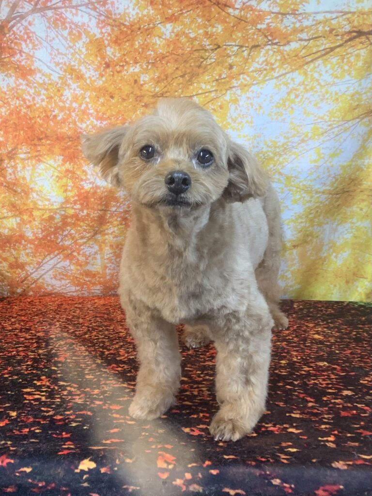 野田市でトリミングです。アランくん　(トイプードルＭＩＸ男の子　シャンプー＆カットコースです。)