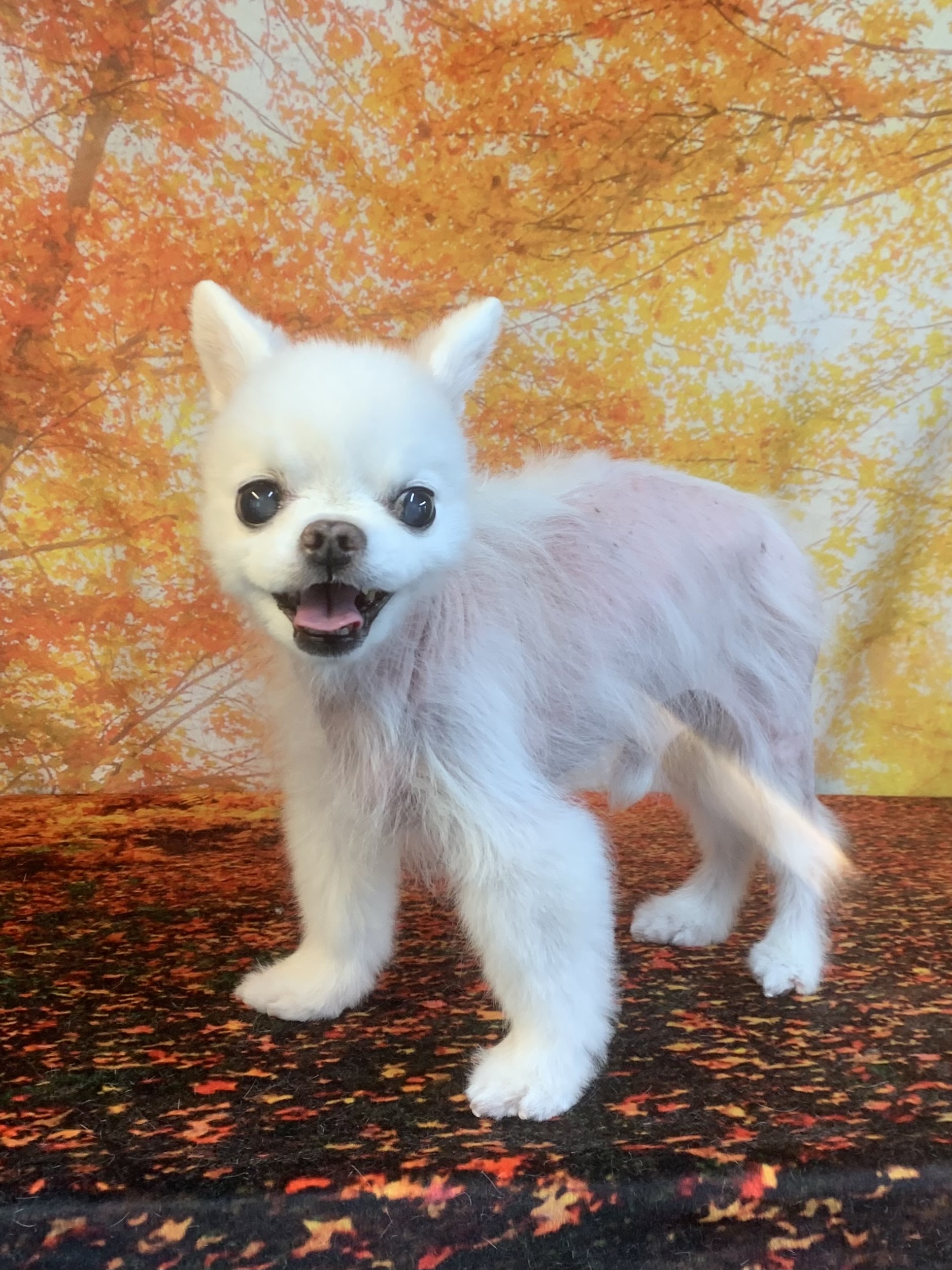 野田市でトリミングです。ドレミくん　(チワワ男の子　シャンプー＆カットコースです。)