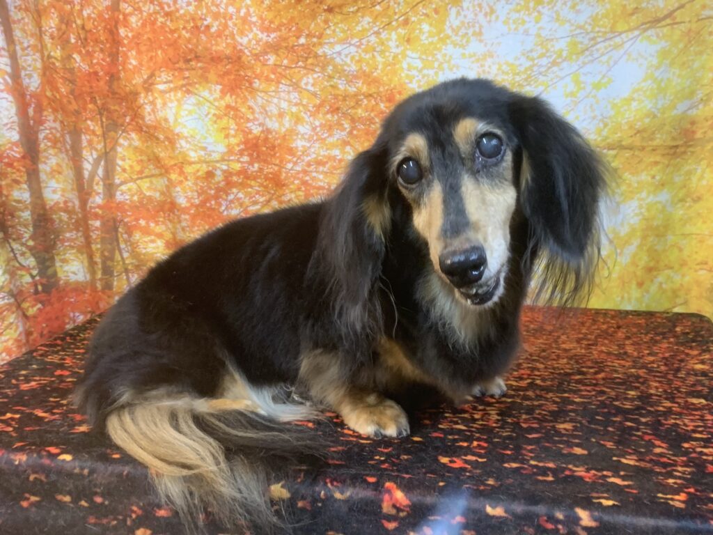 印西市でトリミングです。マリンちゃん　(ミニチュアダックスフンド女の子　シャンプー＆カットコースです。)