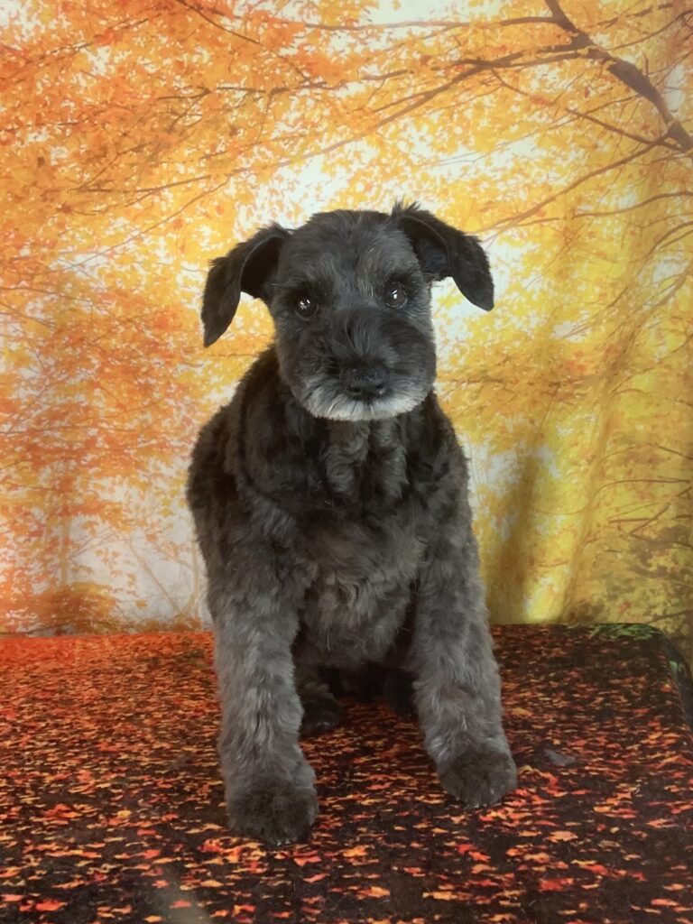 栄町でトリミングです。ココちゃん　(ミニチュアシュナウザー女の子　シャンプー＆カットコースです。)