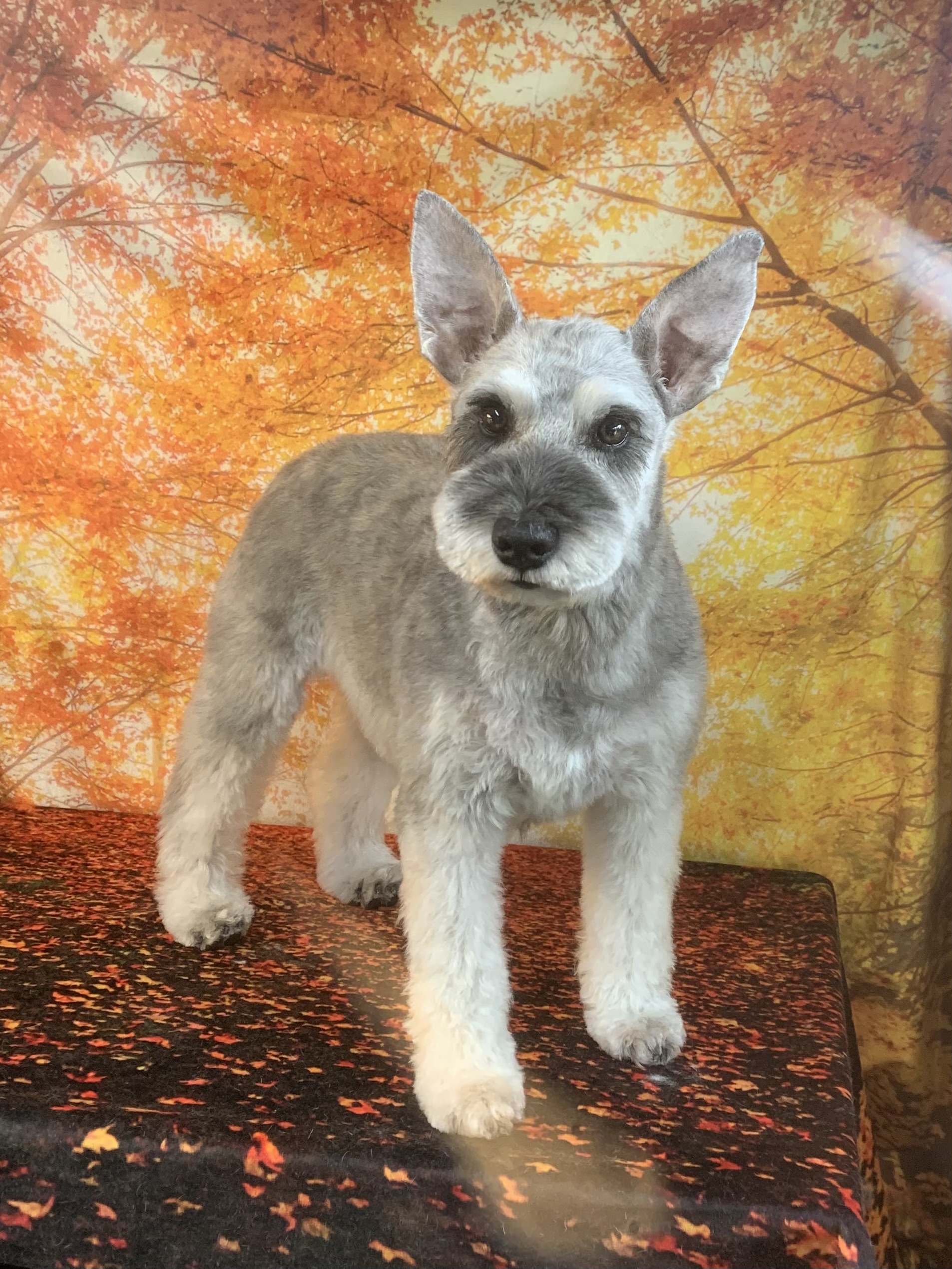 栄町でトリミングです。ルイくん　(ミニチュアシュナウザー男の子　シャンプー＆カットコースです。)