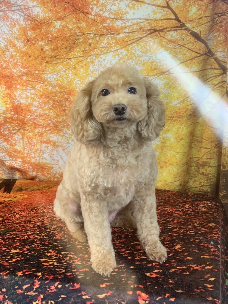 我孫子市でトリミングです。プリンちゃん　(トイプードル女の子　シャンプー＆カットコースです。)