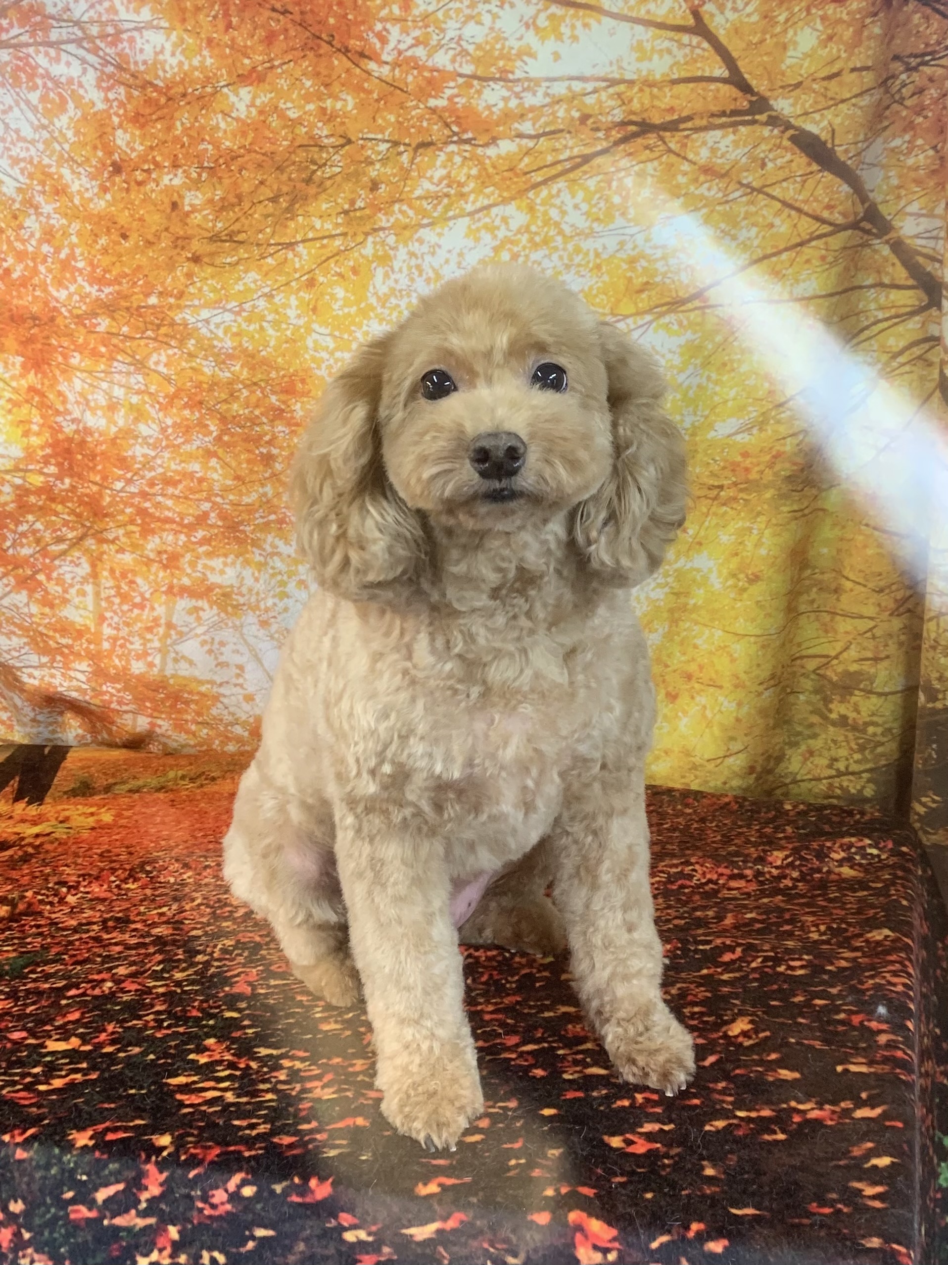 我孫子市でトリミングです。プリンちゃん　(トイプードル女の子　シャンプー＆カットコースです。)