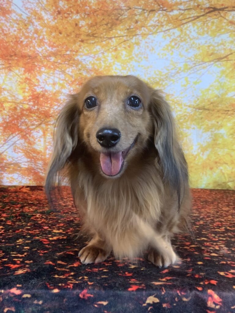 我孫子市でトリミングです。マロンちゃん　(ミニチュアシュナウザー女の子　シャンプーコースです。)