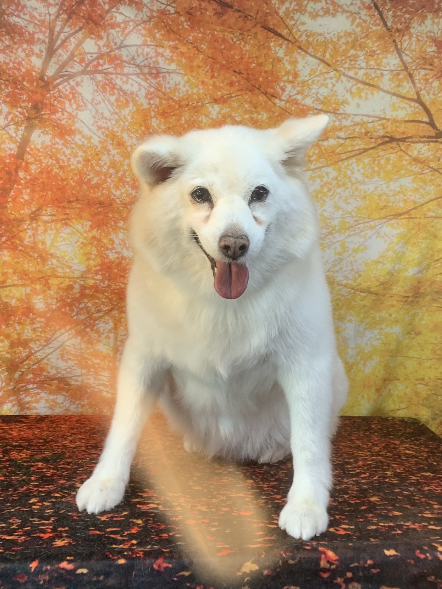 野田市でトリミングです。シロちゃん　(中型中毛ＭＩＸ犬女の子　シャンプー＆カットコースです。)