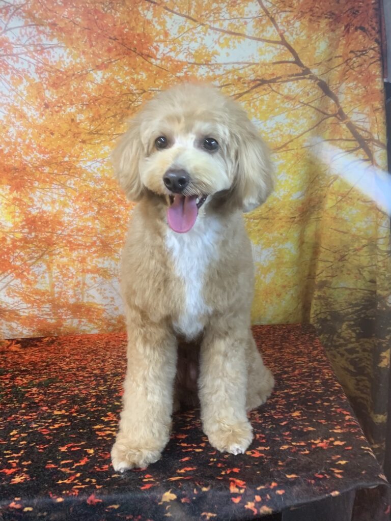 柏市でトリミングです。ジンくん　ポメラニアン×トイプードル男の子　シャンプー＆カットコースです。