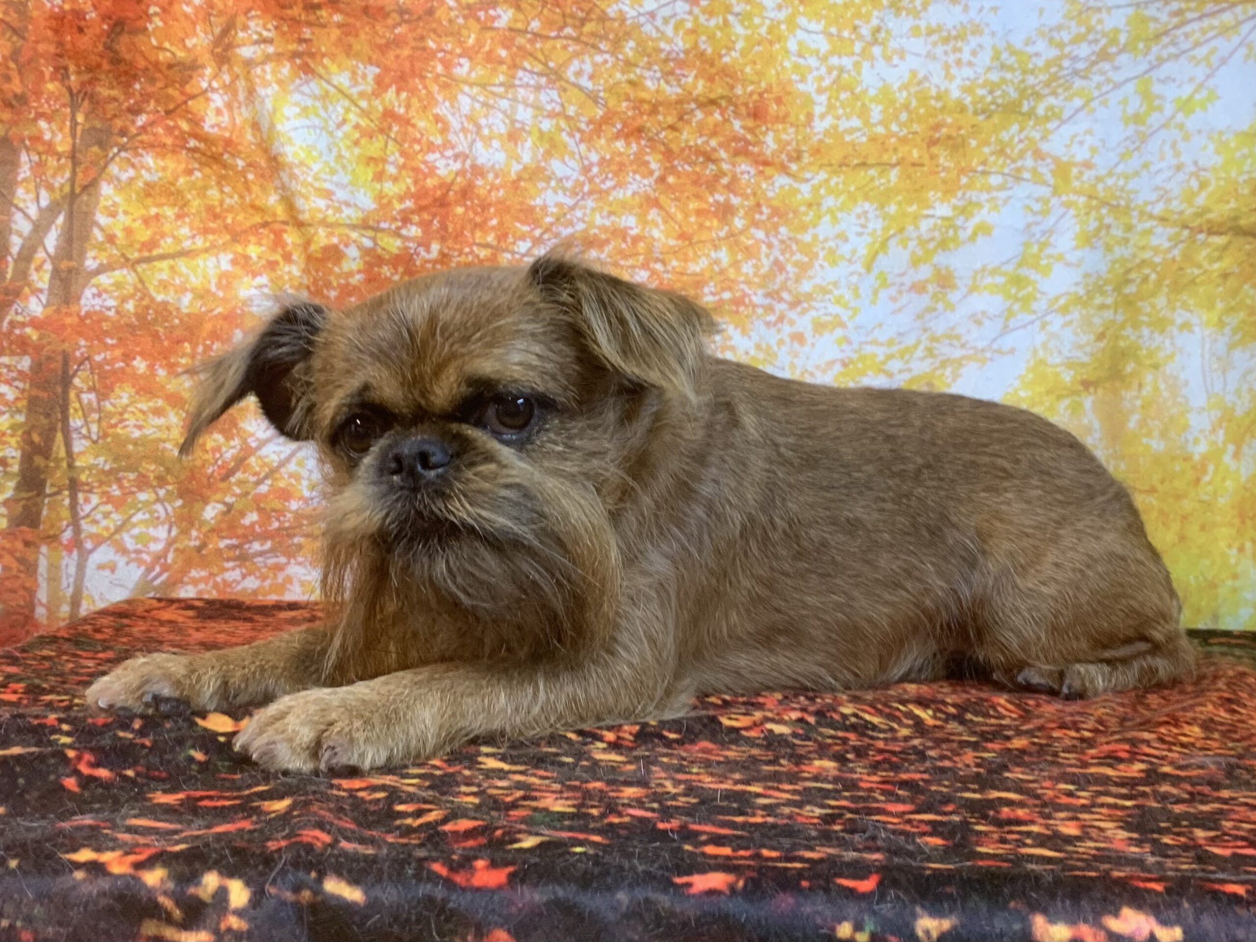 柏市でトリミングです。ロックくん　(ブリュッセルグリフォン男の子　シャンプー＆カットコースです。)