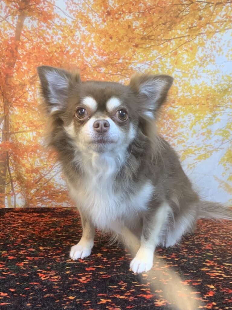 龍ヶ崎市でトリミングです。むぎちゃん　(チワワ女の子　(シャンプーコース)です。)