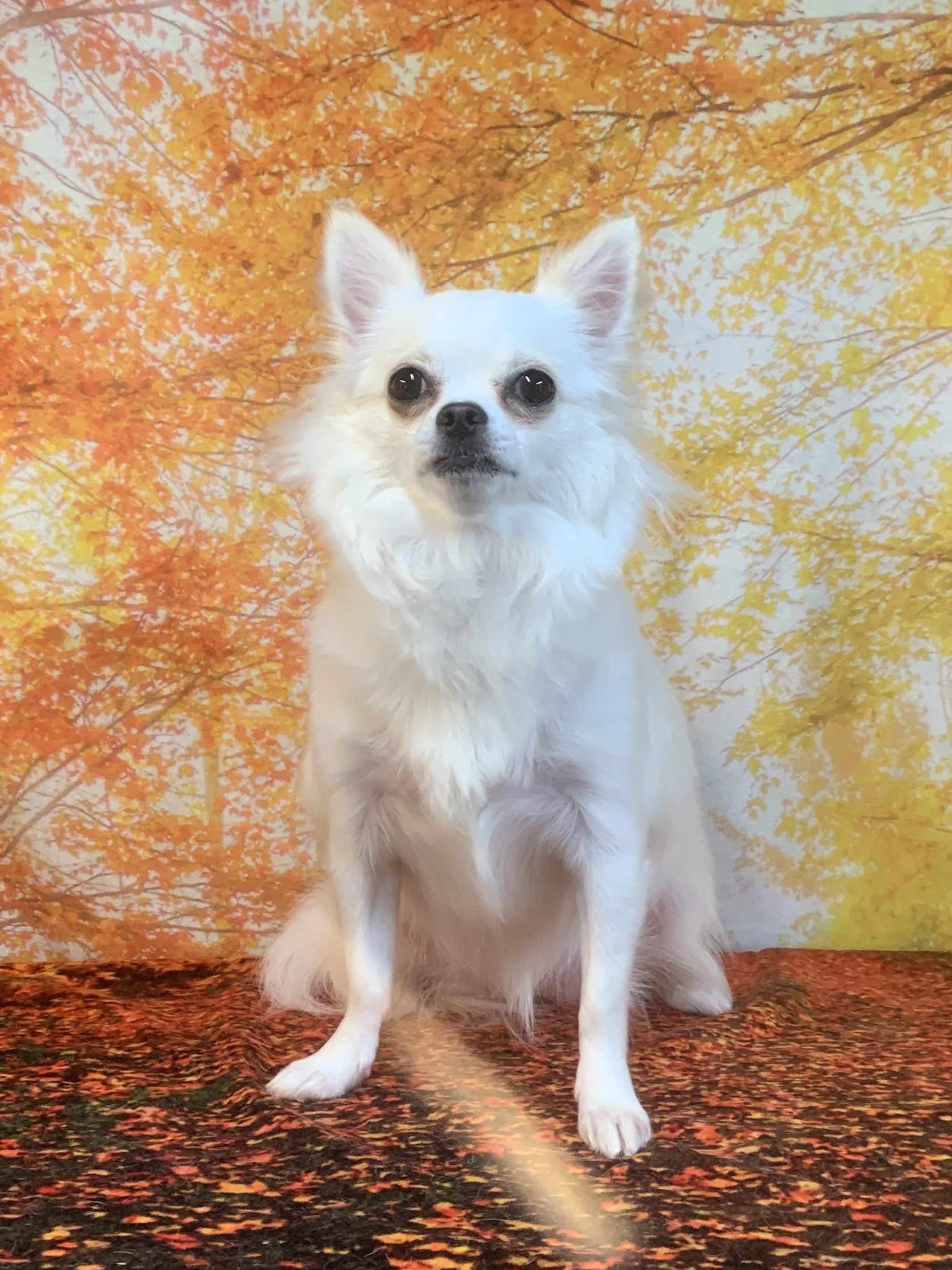 龍ヶ崎市でトリミングです。ももちゃん　(チワワ女の子　(シャンプーコース)です。)