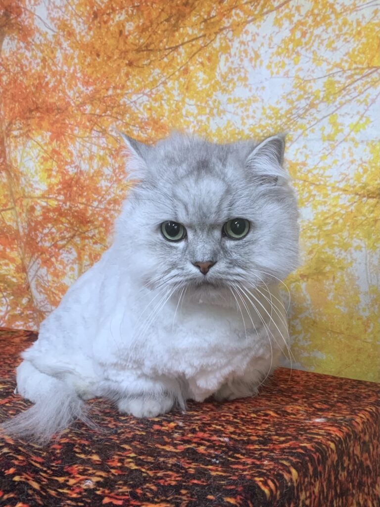 野田市でトリミングです。ティンちゃん　(メヌエット女の子　グルーミング＆カットコースです。)