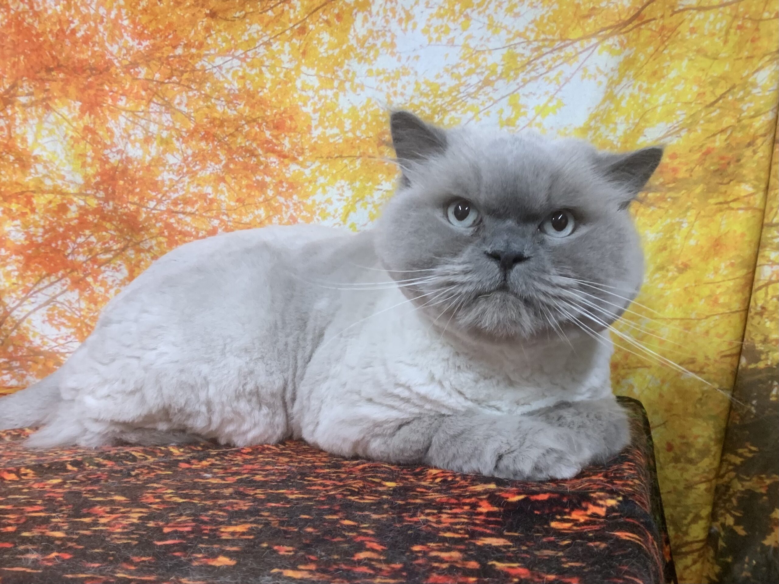 野田市でトリミングです。ソラくん　(ブリティッシュロングヘア男の子　グルーミング＆カットコースです。)