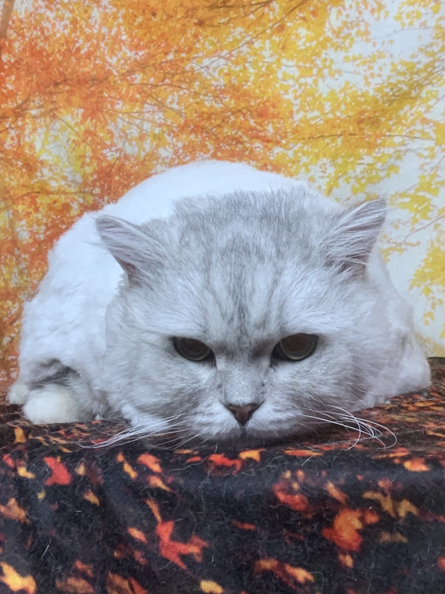 野田市でトリミングです。ポポくん　(メヌエット男の子　グルーミング＆カットコースです。)