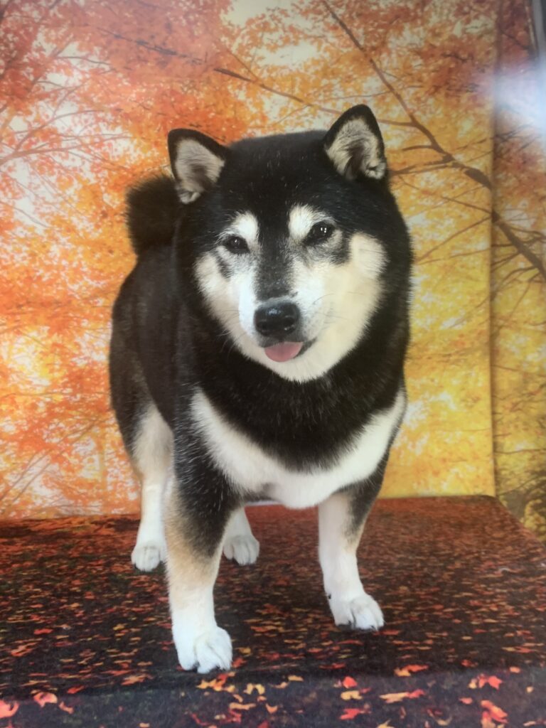 つくばみらい市でトリミングです。ココロちゃん　(柴犬女の子　シャンプーコースです。)