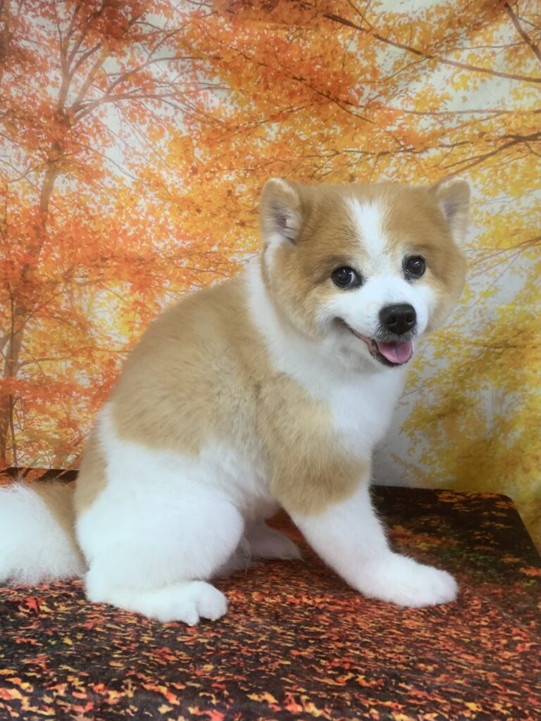 つくばみらい市でトリミングです。ルックくん　(ポメラニアン男の子　シャンプー＆カットコースです。)