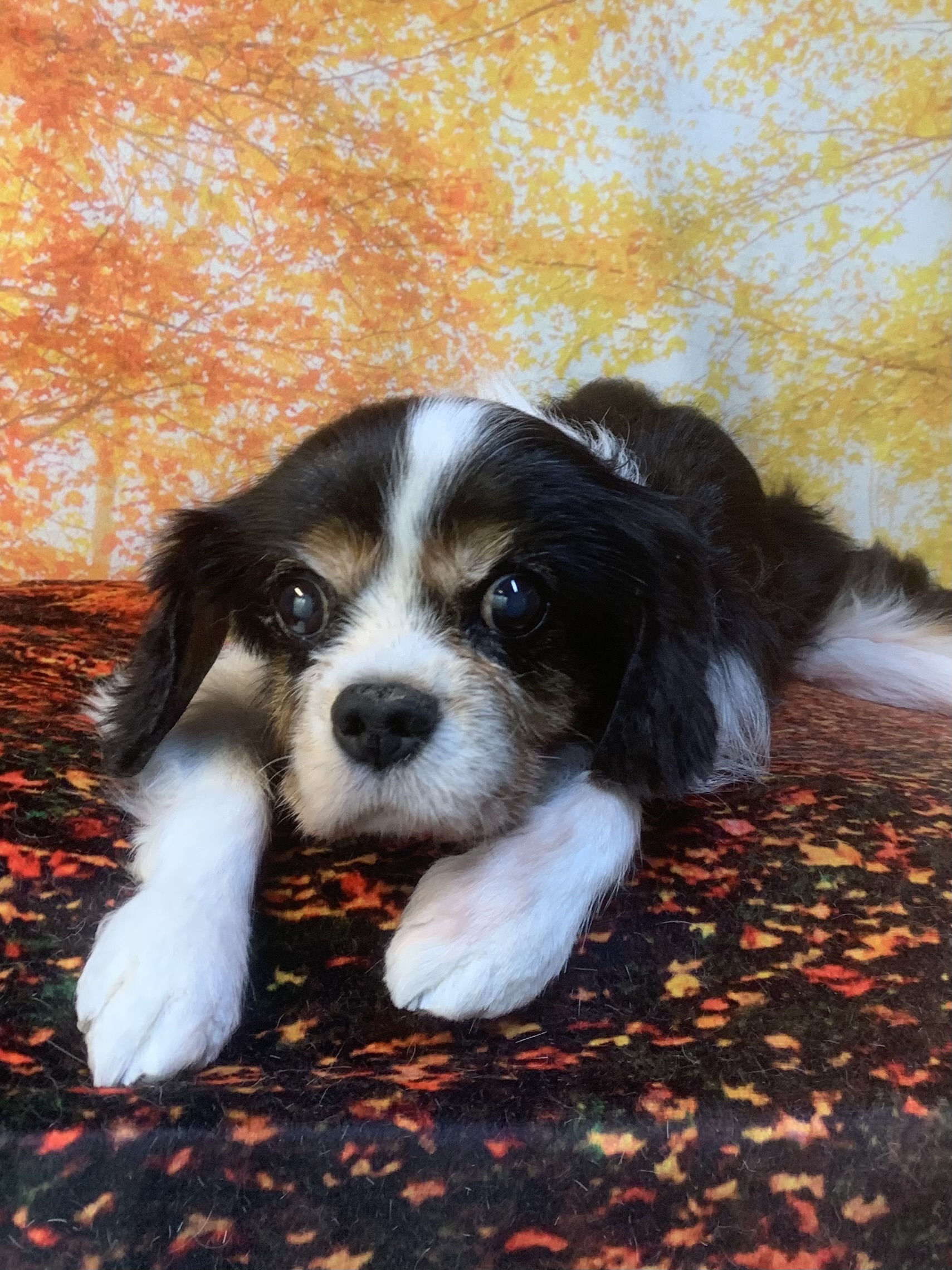 成田市でトリミングです。ココアちゃん　(キャバリアキングチャールズスパニエル女の子　シャンプー＆カットコースです。)