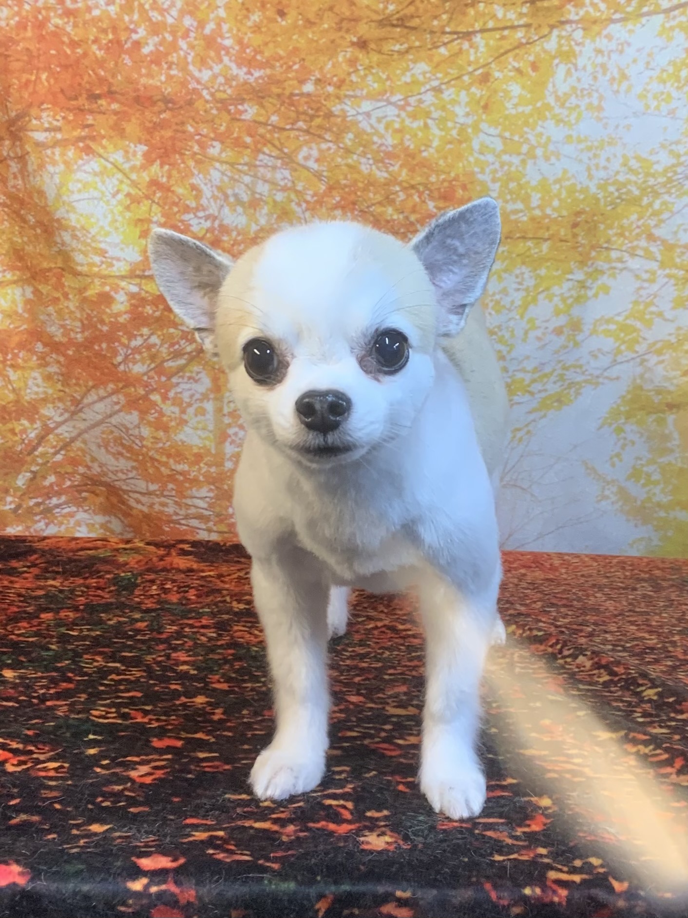 成田市でトリミングです。モカくん　(チワワ男の子　シャンプー＆カットコースです。)