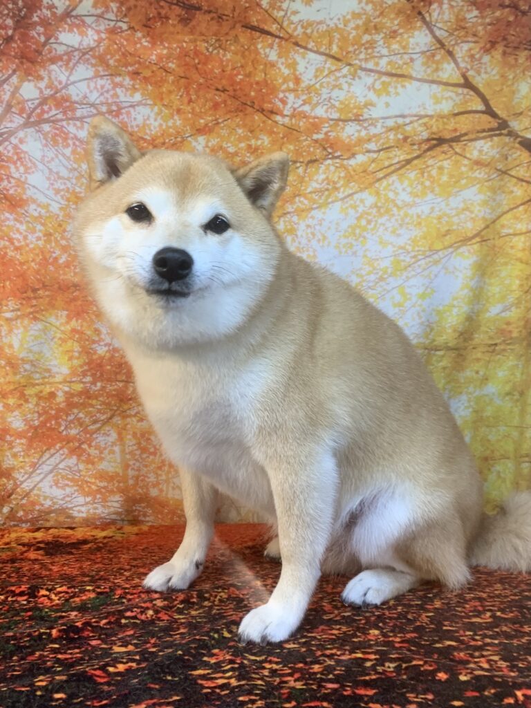 牛久市でトリミングです。ソラくん　(柴犬男の子　シャンプーコース(お手入れ)です。)