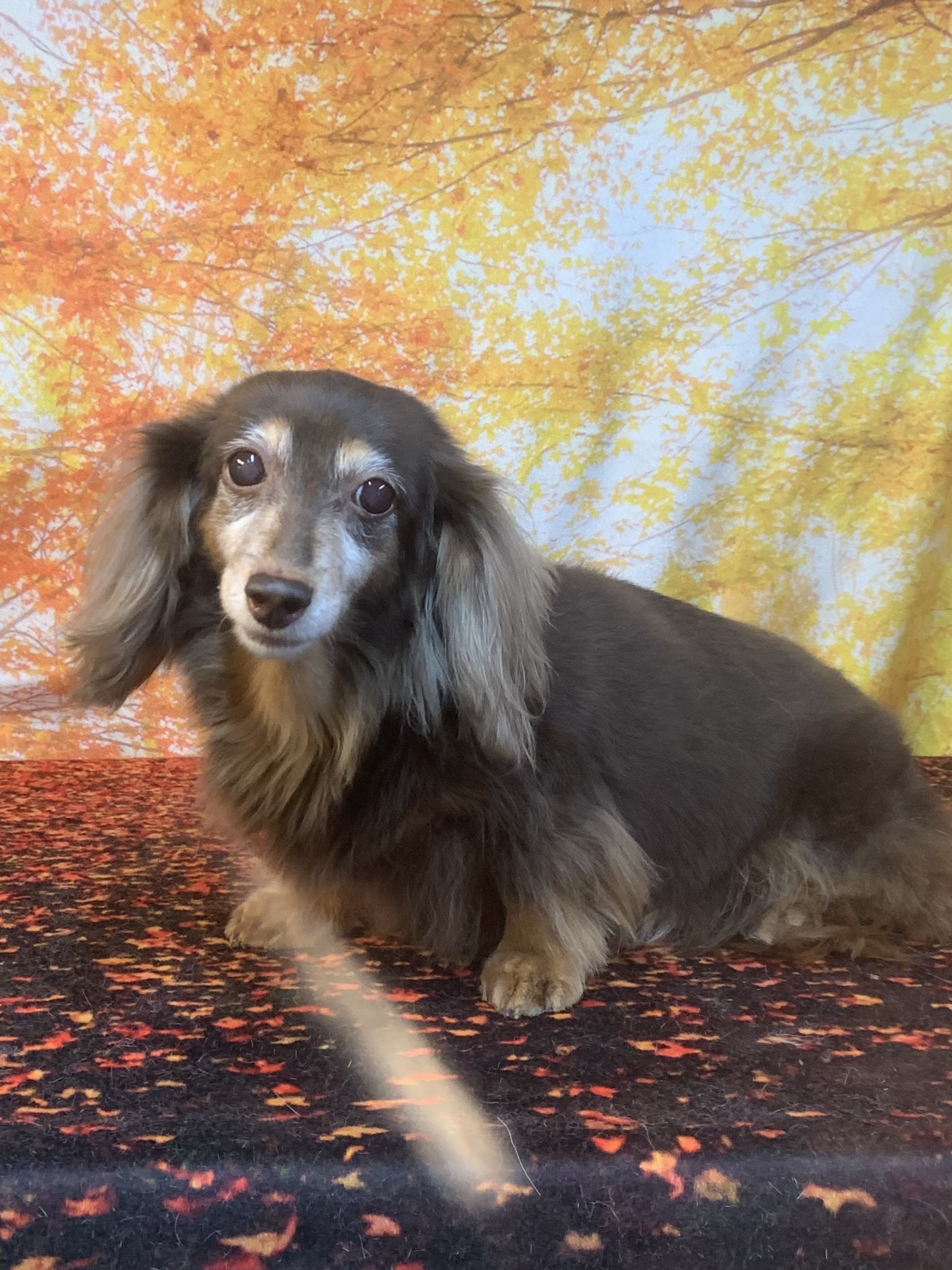 牛久市でトリミングです。モモちゃん　(ミニチュアダックスフンド女の子　シャンプーコースです。)