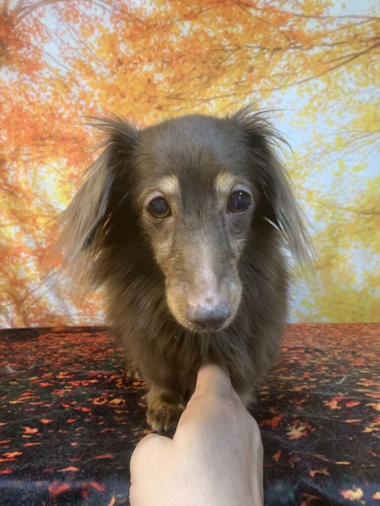 牛久市でトリミングです。ポニョちゃん　(ミニチュアダックスフンド女の子　シャンプーコースです。)