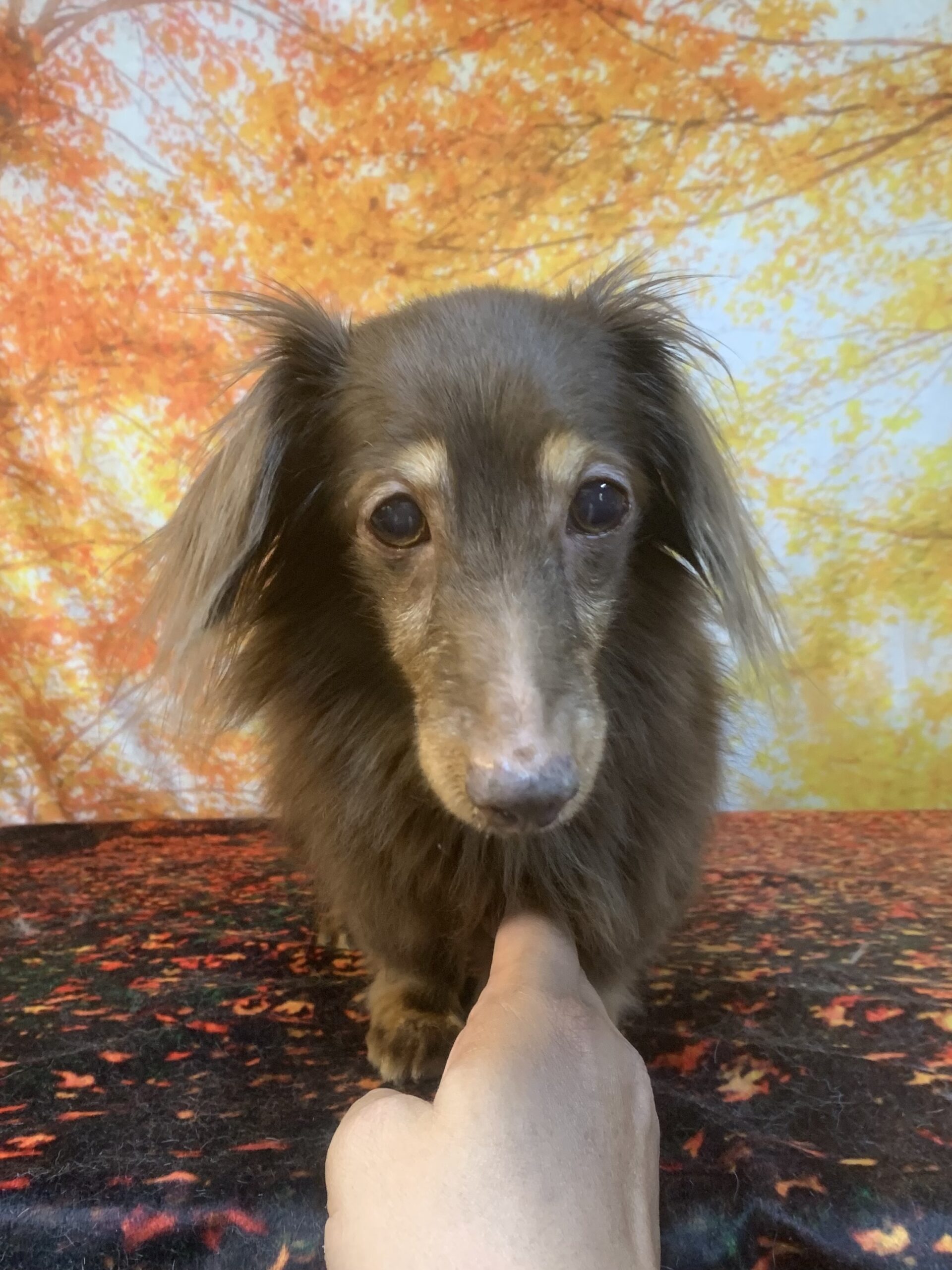 牛久市でトリミングです。ポニョちゃん　(ミニチュアダックスフンド女の子　シャンプーコースです。)