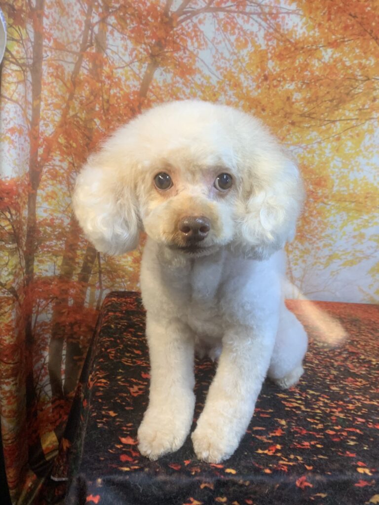 つくば市でトリミングです。ハリーくん　(トイプードル男の子　シャンプー＆カットコースです。)