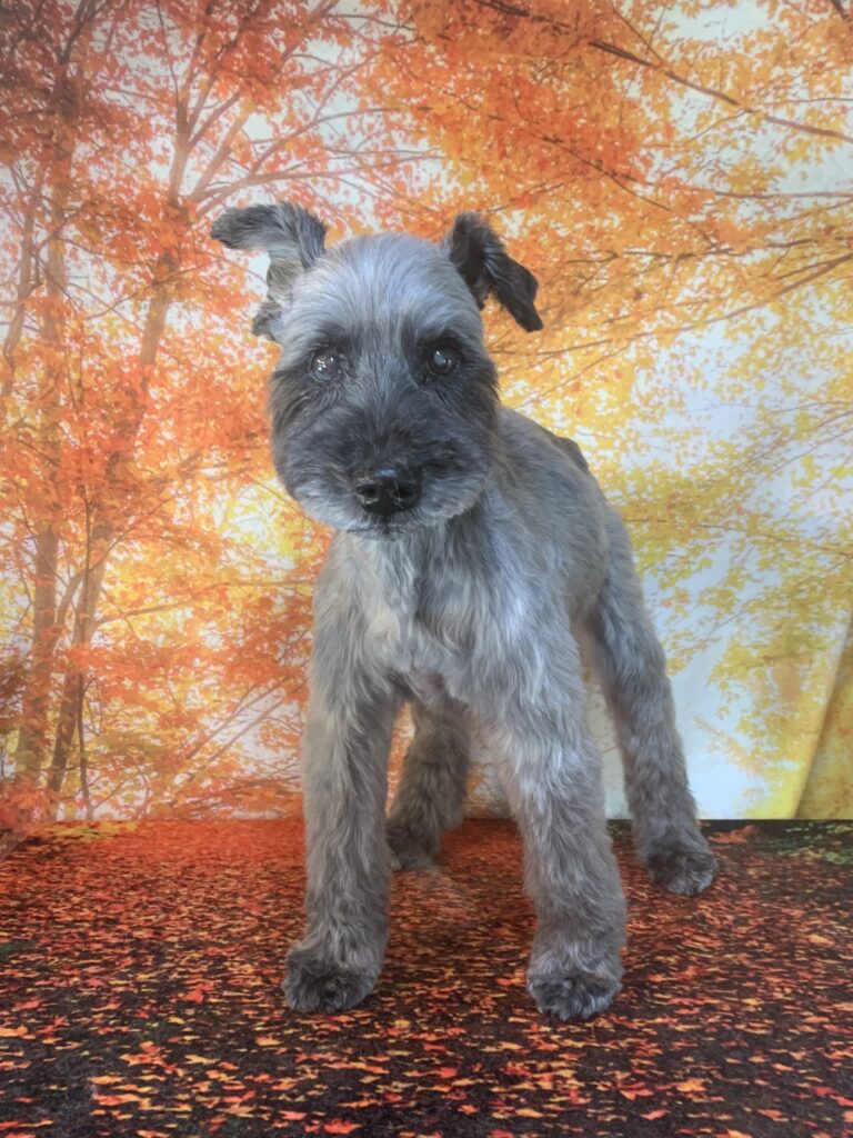 守谷市でトリミングです。グラちゃん　(ミニチュアシュナウザー女の子　シャンプー＆カットコースです。)