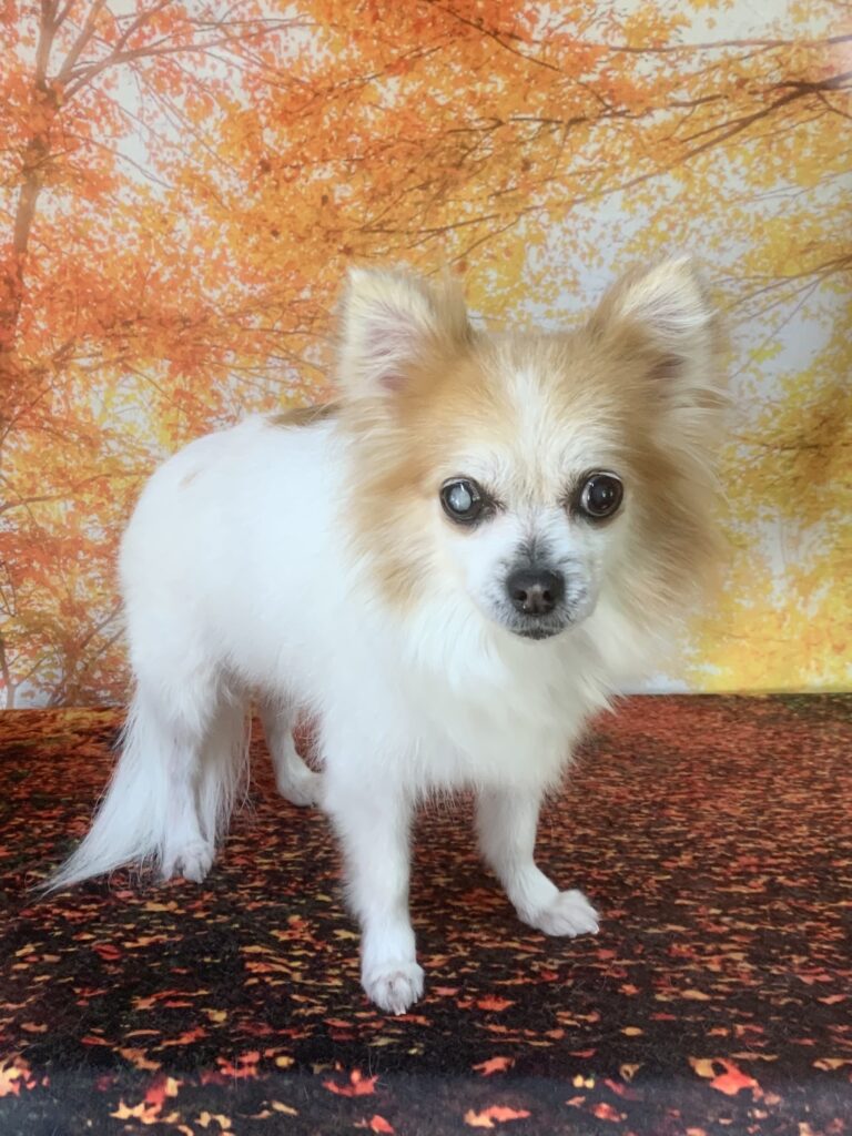 龍ヶ崎市でトリミングです。柚ちゃん　(チワワ女の子　シャンプー＆部分カットコースです。)