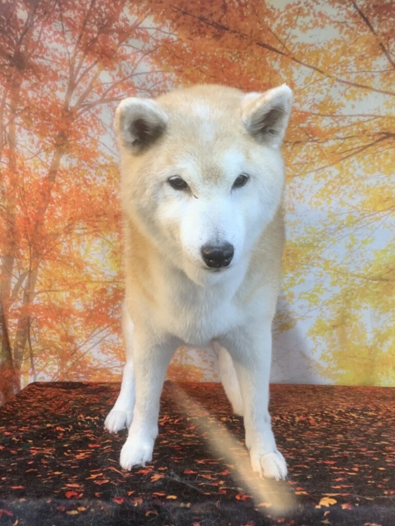 つくばみらい市でトリミングです。シバちゃん　(柴犬女の子　シャンプーコースです。)