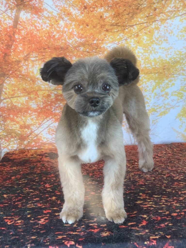 つくば市でトリミングです。ビナくん　(ヨークシャーテリアMＩX男の子　シャンプー＆カットコースです。)