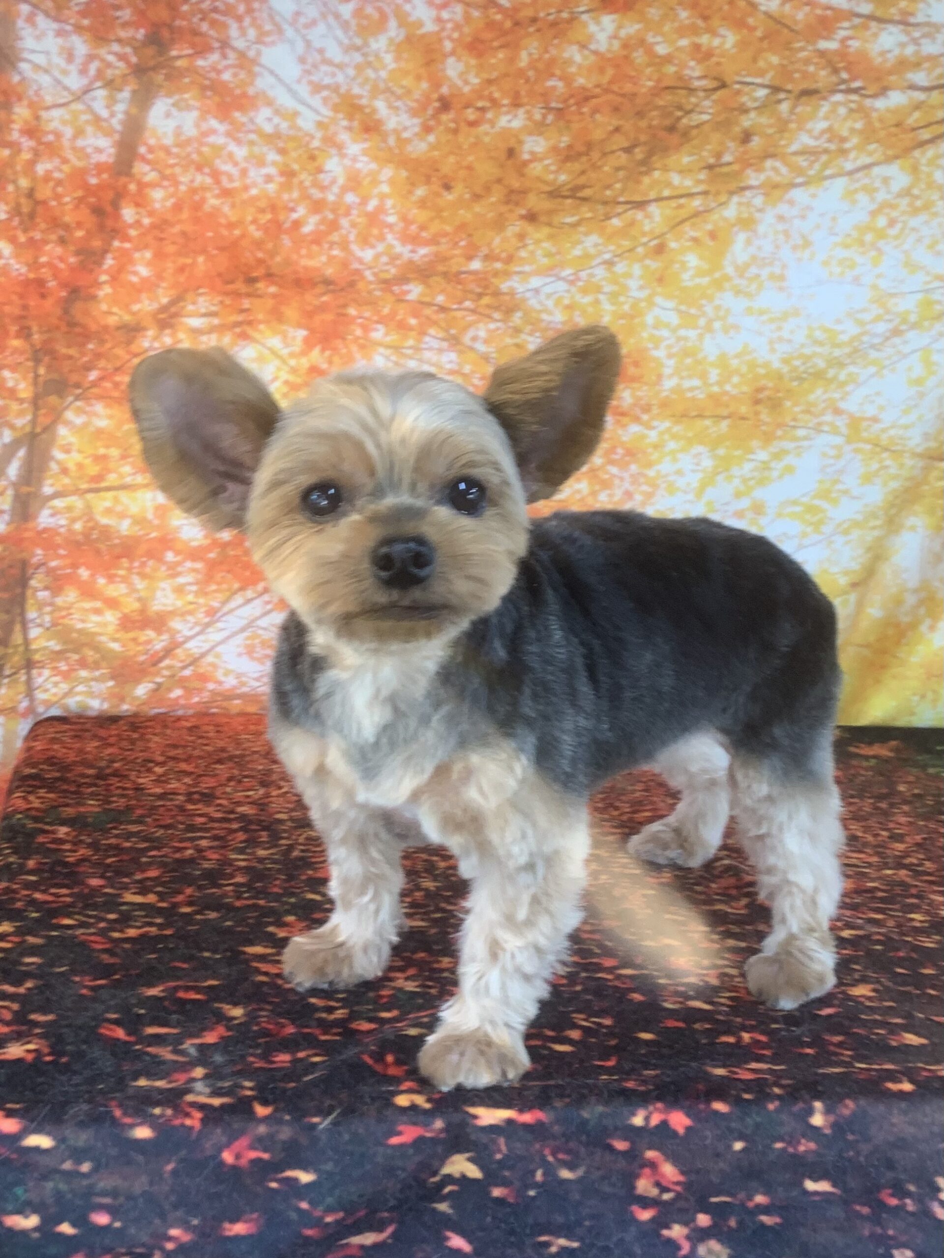 つくば市でトリミングです。モコちゃん　(ヨークシャーテリア女の子　シャンプー＆カットコースです。)