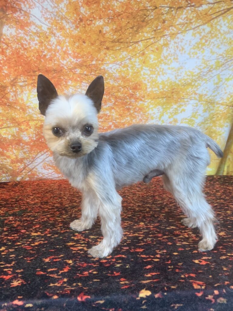 つくば市でトリミングです。オンくん　(ヨークシャーテリア男の子　シャンプー＆カットコースです。)