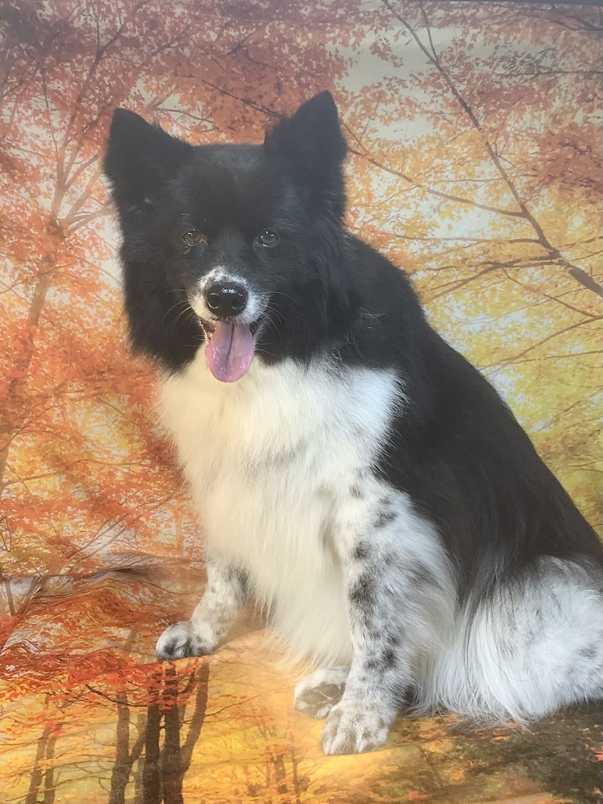 つくばみらい市でトリミングです。メグちゃん　(ボーダーコリー女の子　シャンプーコースです。)