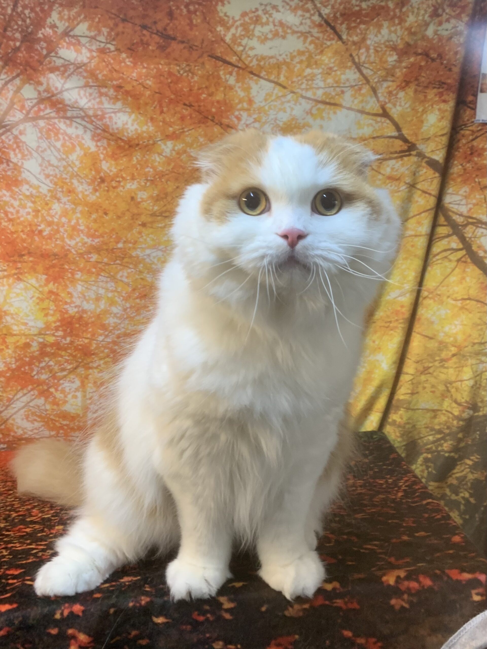 牛久市でトリミングです。ミーちゃん　(スコティッシュフォールド女の子　グルーミング＆カットコースです。)